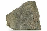 Two, Large, Crinoid (Cactocrinus) Fossils - Gilmore City, Iowa #251791-1